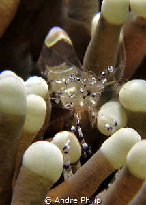 Magnificent partner shrimp in her home by Andre Philip 